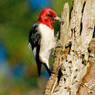 Red-headed Woodpecker